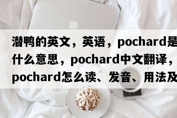 潛鴨的英文，英語(yǔ)，pochard是什么意思，pochard中文翻譯，pochard怎么讀、發(fā)音、用法及例句