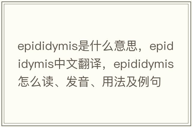 epididymis是什么意思，epididymis中文翻譯，epididymis怎么讀、發(fā)音、用法及例句