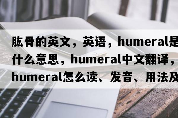 肱骨的英文，英語(yǔ)，humeral是什么意思，humeral中文翻譯，humeral怎么讀、發(fā)音、用法及例句