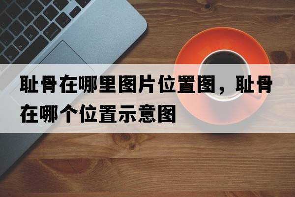 恥骨在哪里圖片位置圖，恥骨在哪個(gè)位置示意圖