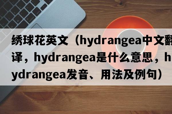 繡球花英文（hydrangea中文翻譯，hydrangea是什么意思，hydrangea發(fā)音、用法及例句）