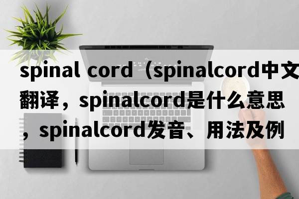 spinal cord（spinalcord中文翻譯，spinalcord是什么意思，spinalcord發(fā)音、用法及例句）