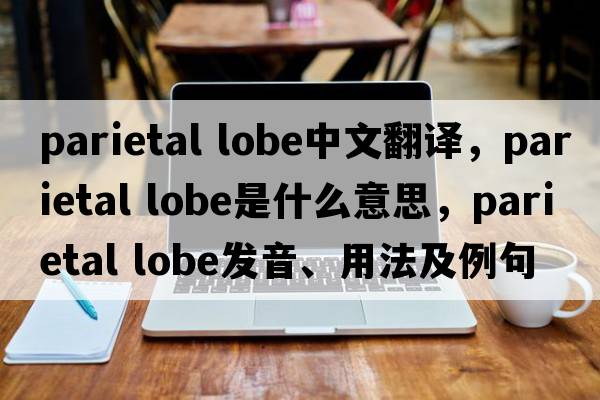 parietal lobe中文翻譯，parietal lobe是什么意思，parietal lobe發(fā)音、用法及例句