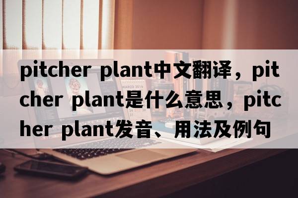 pitcher plant中文翻譯，pitcher plant是什么意思，pitcher plant發(fā)音、用法及例句